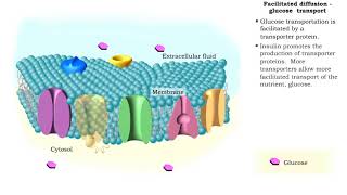 Facilitated Diffusion  Glucose transport [upl. by Marcell]