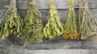 How to Dry Herbs [upl. by Abihsat259]