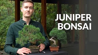 Juniper Bonsai tree care [upl. by Gina532]