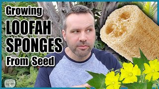 How to Grow Luffa  Loofah Sponges From Seed [upl. by Simpson816]