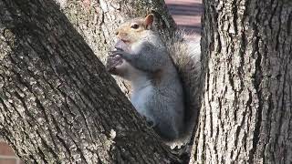 Squirrel Busily Eating [upl. by Annabella]