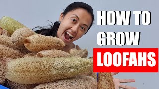 How to grow luffa loofah from seed [upl. by Jaquelyn]