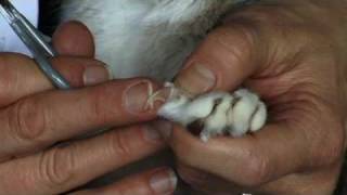 How to Trim Your Cats Claws [upl. by Attikram]