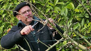 COMMENT BIEN TAILLER LES ARBRES FRUITIERS les grands principes de la taille trigemme [upl. by Mountfort378]