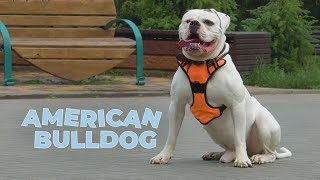 American Bulldog 101  Breed Information amp Facts [upl. by Candie]