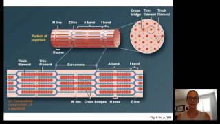 Lecture15 Muscle Physiology [upl. by Ardrey544]