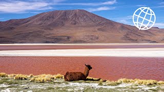 Bolivia Altiplano amp Salar de Uyuni Amazing Places 4K [upl. by Mcroberts]