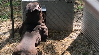 Evolution’s Big Ramy  Olde English Bulldogge [upl. by Desberg]