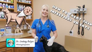 How to Treat Generalized Skin Infections on Cats [upl. by Eetsirhc]