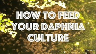 How To Feed Your Daphnia Culture [upl. by Dumm822]