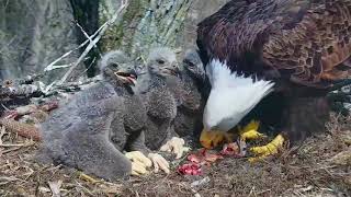 DECORAH EAGLES 🐣🐣🐣 DRAMA amp HEARTBREAK ◕ EAGLE DAD MISSING ◕ MOM GOING IT ALONE ◕ INTRUDER ◕ [upl. by Cinelli]