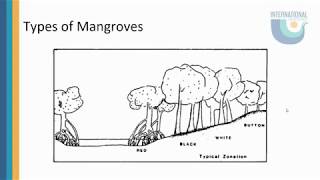 The Importance of Mangroves [upl. by Assek]