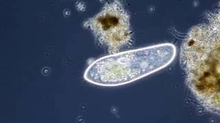 Das Pantoffeltierchen Paramecium caudatum [upl. by Whittaker]