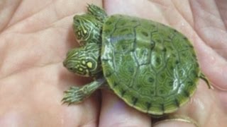 Twoheaded turtle in Texas named Thelma and Louise [upl. by Yelhak]