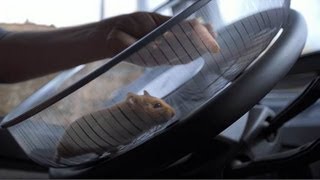 Volvo Trucks  The Hamster Stunt [upl. by Livia]