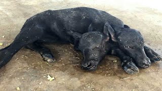 Buffalo Calf Born With Two Heads [upl. by Matilde]