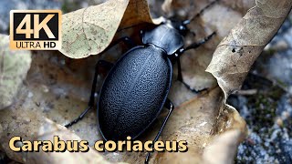 Carabus coriaceus [upl. by Haff318]