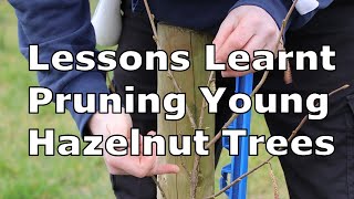 Pruning amp Training Young Hazelnut Trees  How I decided on Heading Leader Terminal amp Thinning Cuts [upl. by Claudio596]