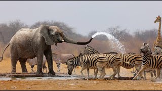 Wild Life  Nature Documentary Full HD 1080p [upl. by Enttirb888]