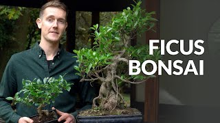 Ficus Bonsai tree care [upl. by Laroc]