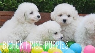 Bichon Frise Puppies [upl. by Nylhtak]