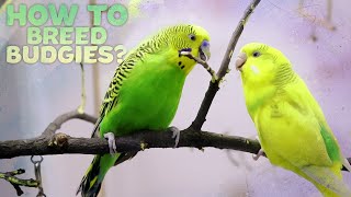 Budgie Breeding  Everything You need to know [upl. by Eellehs921]