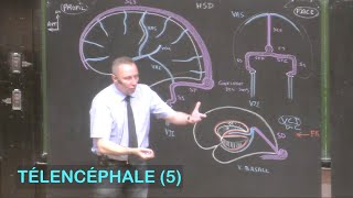 Anatomie de la vascularisation cérébrale Télencéphale 5  Neuroanatomie 12 [upl. by Romeu]