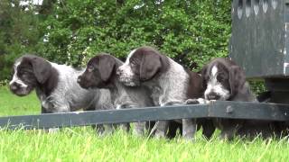 Wirehaired pointer puppies  first time outside [upl. by Bissell706]