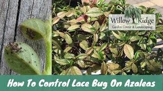 How To Control Lace Bug On Azaleas [upl. by Kola]