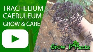 Trachelium caeruleum  grow amp care Blue throatwort [upl. by Botti]