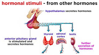 The Endocrine System [upl. by Wandy186]