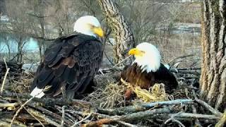 DECORAH EAGLES 🐣 WOW FIRST EAGLET HATCHING WELCOME D29 PERFECT EASTER ARRIVAL [upl. by Atinaj770]