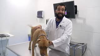 Las 3 enfermedades dermatológicas más comunes en los perros [upl. by Kcim714]