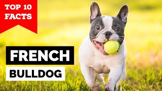 French Bulldog  Top 10 Facts [upl. by Wavell699]