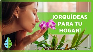 10 TIPOS de ORQUÍDEAS 🌸 Nombres y Características [upl. by Divadnhoj734]