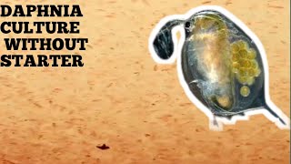 HOW TO CULTURE DAPHNIA NATURALLY WITHOUT A STARTER [upl. by Tayyebeb]