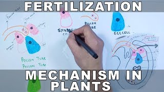 Fertilization Mechanism in Plants [upl. by Nirad912]