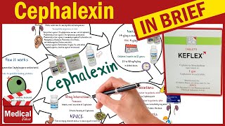 Cephalexin  Keflex  What is Cephalexin Used For Dosage Side Effects amp Precautions [upl. by Nangem]