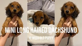 Meet My Miniature Long Haired Dachshund Puppy [upl. by Neelyar588]