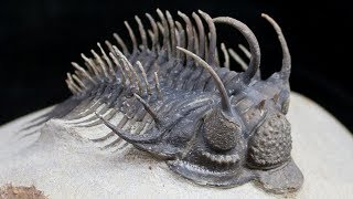 TRILOBITES Pioneers of the Paleozoic [upl. by Ariaet]