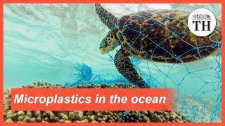 All about microplastics [upl. by Notak]