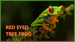 Red eyed tree frog sound  Agalychnis callidryas [upl. by Nilahs718]