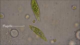 Euglena  The Flagellate [upl. by Anidene571]