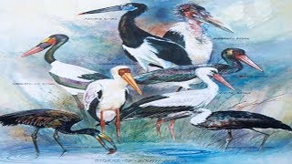 All Stork Species  Species List [upl. by Annauqal]