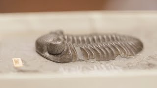 Fossil Collecting amp harvesting  Trilobites amp Brachiopods  Part 13 [upl. by Aryam]