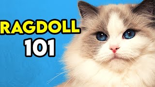 Ragdoll Cat 101  Learn EVERYTHING About Them [upl. by Placido]