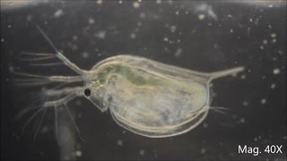 Daphnia magna under the Microscope [upl. by Akienahs]