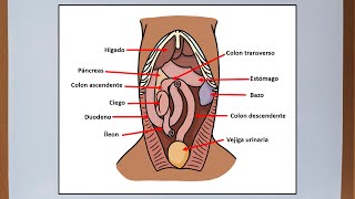 Abdomen del perro  Anatomía veterinaria [upl. by Gariepy]