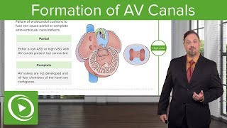 Formation of AV Canals – Embryology  Lecturio [upl. by Maitund462]