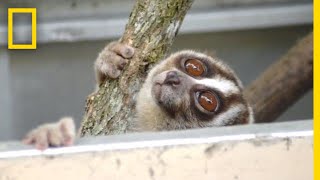 Rescuers Release 20 Javan Slow Lorises Back Into The Wild  National Geographic [upl. by Alodi]